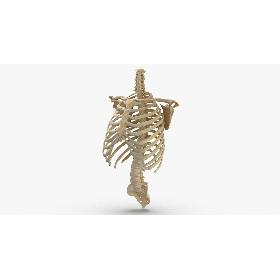 Real Human Rib Cage Spine Calvicle and Scapula Bones Anatomy With Disks 011 3D model